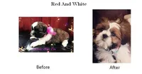 Red/White, a male Shih Tzu for sale in Marion, MA – Photo 1 of 6
