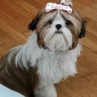 Red/White, a male Shih Tzu for sale in Marion, MA – Photo 4 of 6