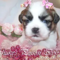 Red/White, a male Shih Tzu for sale in Marion, MA – Photo 2 of 6