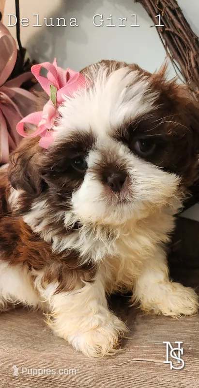 Deluna Girl 1 – Shih Tzu puppy for sale in Marion, MA