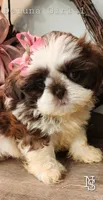 Deluna Girl 1, a female Shih Tzu for sale in Marion, MA – 1 of 1