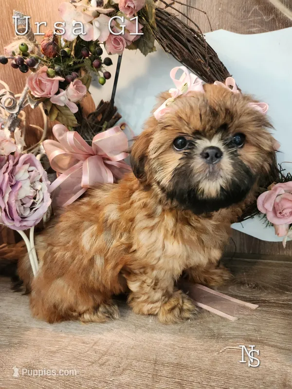 Ursa Girl 1 – Shih Tzu puppy for sale in Marion, MA