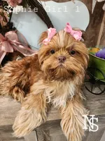 Sophie Girl 1, a female Shih Tzu for sale in Marion, MA – 1 of 1