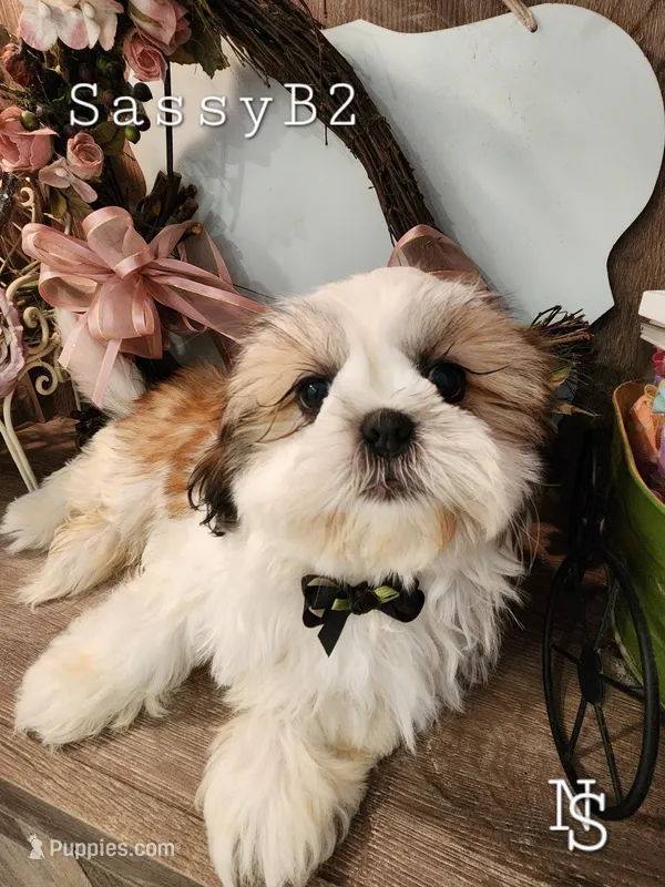 SassyB2 – Shih Tzu puppy for sale in Marion, MA