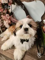 Sassy Boy 2, a male Shih Tzu for sale in Marion, MA – 1 of 1