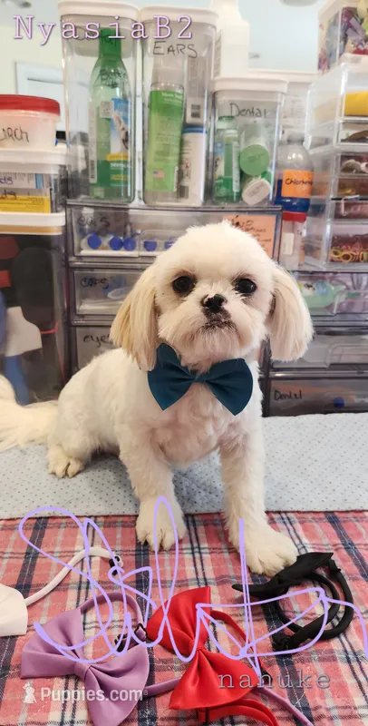 Nyasia Boy2 – Shih Tzu puppy for sale in Marion, MA