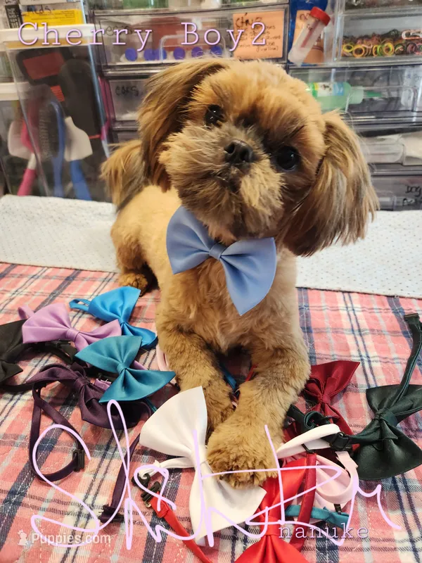 Cherry Boy 2 – Shih Tzu puppy for sale in Marion, MA