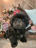 Ursa Boy 1, a male Shih Tzu for sale in Marion, MA – 1 of 1