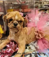 Sophie, a female Shih Tzu for sale in Marion, MA – 2 of 3