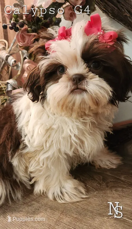Calypso Girl 4 – Shih Tzu puppy for sale in Marion, MA