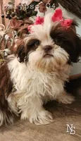 Calypso Girl 4, a female Shih Tzu for sale in Marion, MA – 1 of 1