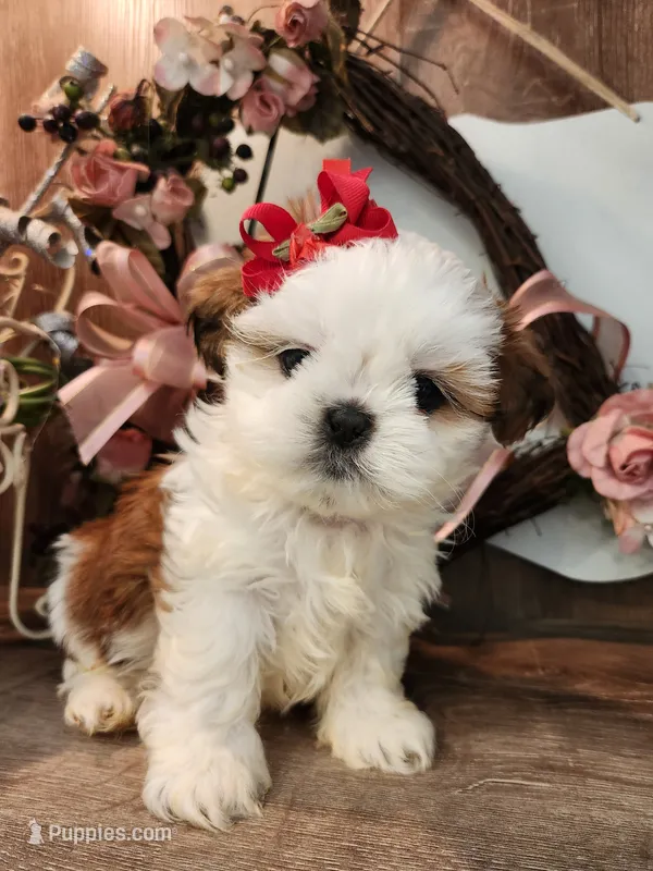 Blu B1 – Shih Tzu puppy for sale in Marion, MA
