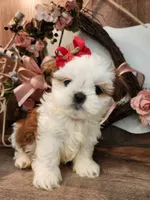 Blu B1, a male Shih Tzu for sale in Marion, MA – 1 of 1