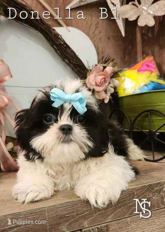 Donella B1 – Shih Tzu puppy for sale in Marion, MA