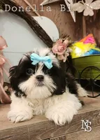 Donella B1, a male Shih Tzu for sale in Marion, MA – 1 of 2