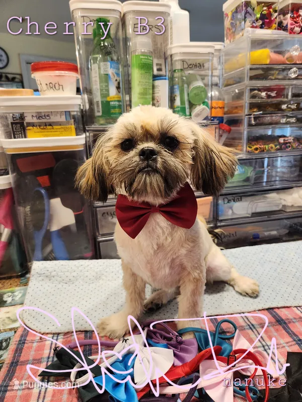 Cherry Boy 3 – Shih Tzu puppy for sale in Marion, MA