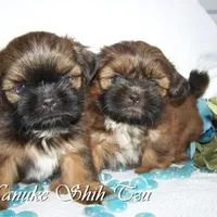 Gold Black Mask, a female Shih Tzu for sale in Marion, MA – Photo 3 of 6