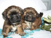 Gold Black Mask, a female Shih Tzu for sale in Marion, MA – Photo 3 of 6
