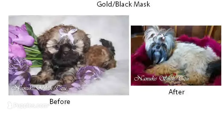 Gold Black Mask – Shih Tzu puppy for sale in Marion, MA