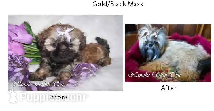 Gold Black Mask