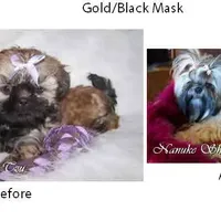 Gold Black Mask, a female Shih Tzu for sale in Marion, MA – Photo 1 of 6