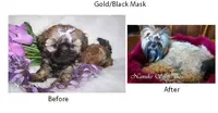 Gold Black Mask, a female Shih Tzu for sale in Marion, MA – Photo 1 of 6