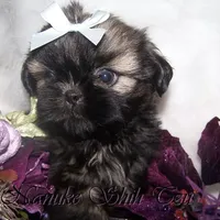 Gold Black Mask, a female Shih Tzu for sale in Marion, MA – Photo 4 of 6