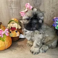 Gold Black Mask, a female Shih Tzu for sale in Marion, MA – Photo 5 of 6