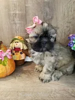 Gold Black Mask, a female Shih Tzu for sale in Marion, MA – Photo 5 of 6