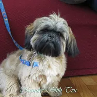 Gold Black Mask, a female Shih Tzu for sale in Marion, MA – Photo 6 of 6