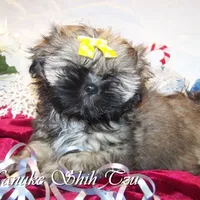 Gold Black Mask, a female Shih Tzu for sale in Marion, MA – Photo 2 of 6