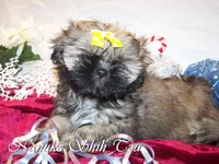 Gold Black Mask, a female Shih Tzu for sale in Marion, MA – Photo 2 of 6