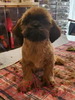 Nova Girl1, a female Shih Tzu for sale in Marion, MA – Photo 2 of 2