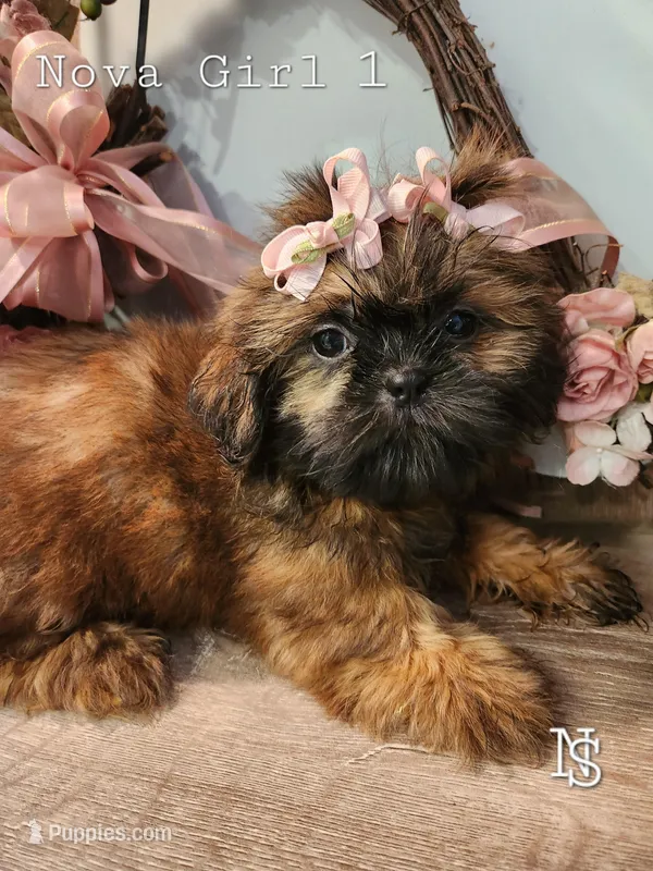 Nova Girl1 – Shih Tzu puppy for sale in Marion, MA