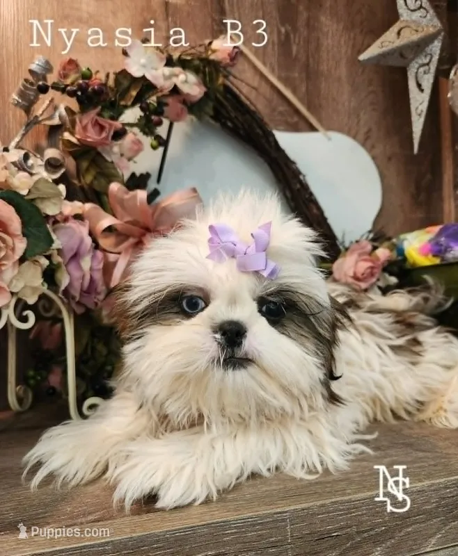 Nyasia Boy3 – Shih Tzu puppy for sale in Marion, MA