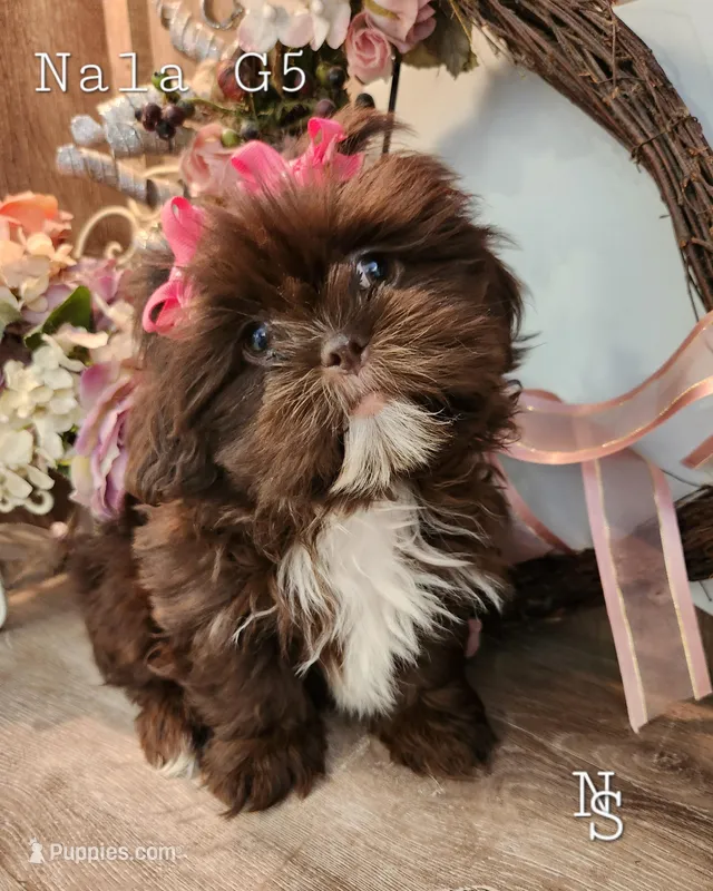 Nala Girl5 – Shih Tzu puppy for sale in Marion, MA