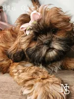 Blu Girl 2, a female Shih Tzu for sale in Marion, MA – 1 of 1