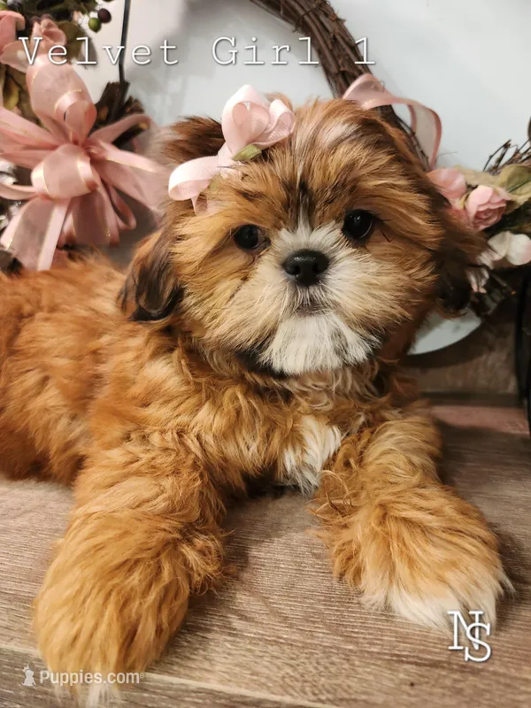 VelvetG1 – Shih Tzu puppy for sale in Marion, MA