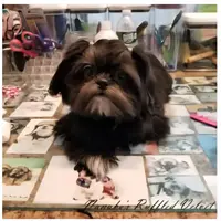 Velvet, a female Shih Tzu for sale in Marion, MA – 1 of 1