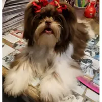 ButterCup, a female Shih Tzu for sale in Marion, MA – 1 of 1
