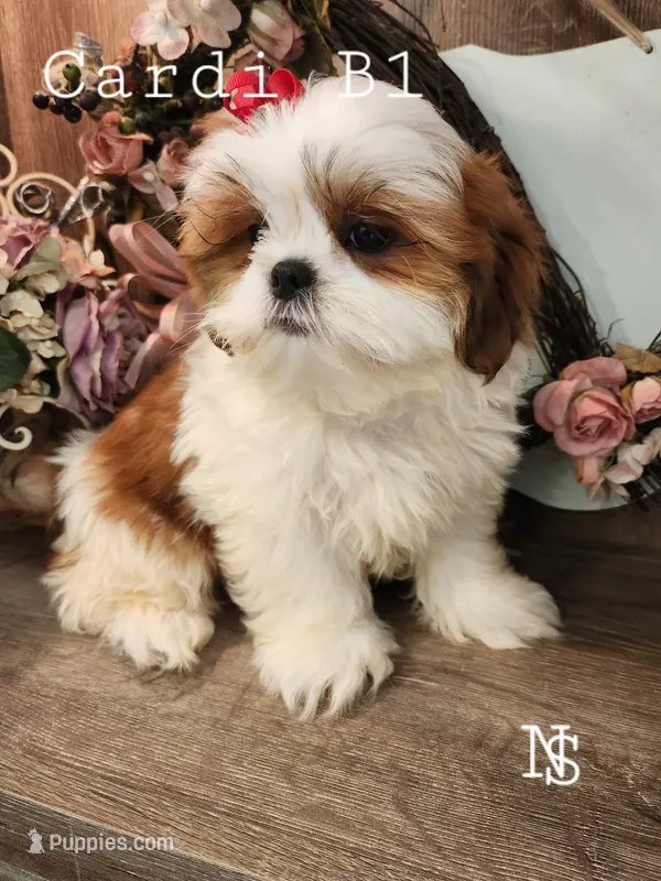 Cardi B1 – Shih Tzu puppy for sale in Marion, MA