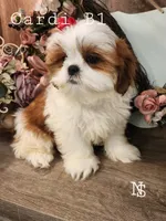 Cardi B1, a male Shih Tzu for sale in Marion, MA – 1 of 1