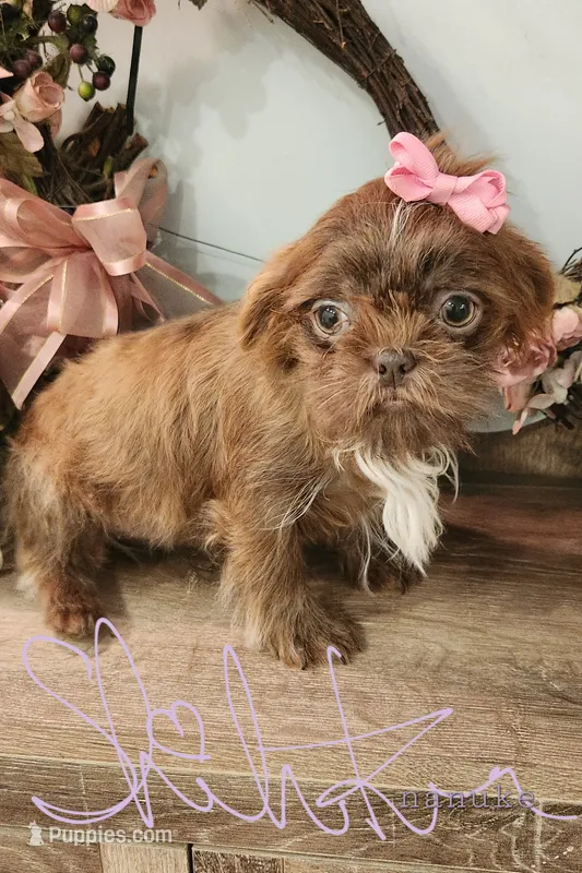 Calypso Girl 2 – Shih Tzu puppy for sale in Marion, MA