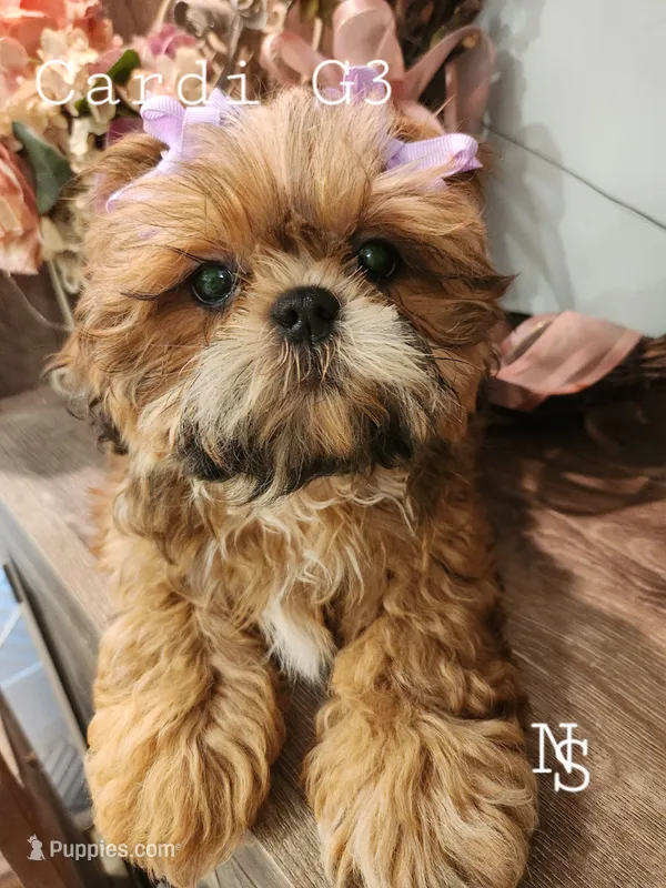 Cardi G2 – Shih Tzu puppy for sale in Marion, MA