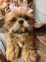 Cardi G2, a female Shih Tzu for sale in Marion, MA – 1 of 1