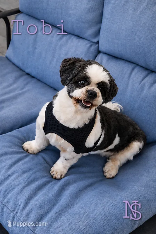 Tobi – Shih Tzu puppy for sale in Marion, MA