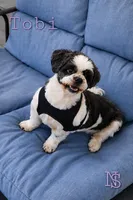 Tobi, a male Shih Tzu for sale in Marion, MA – 1 of 1