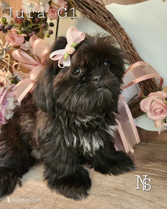 Jura Girl1 – Shih Tzu puppy for sale in Marion, MA
