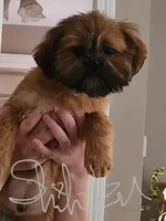 Nova Boy3, a male Shih Tzu for sale in Marion, MA – Photo 2 of 2