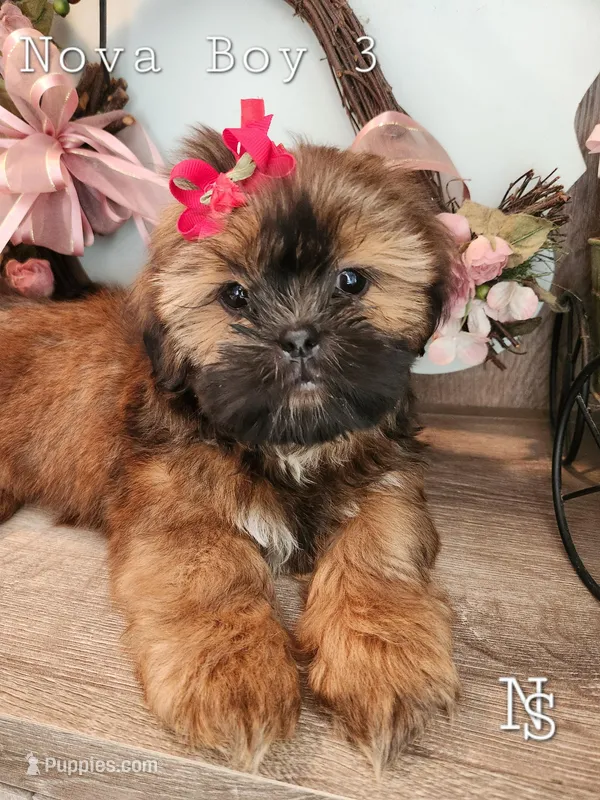 Nova Boy3 – Shih Tzu puppy for sale in Marion, MA